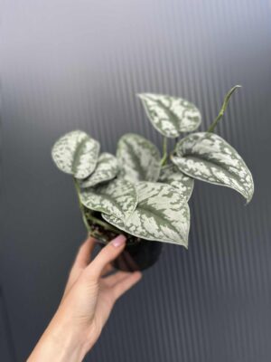 Scindapsus Trebie