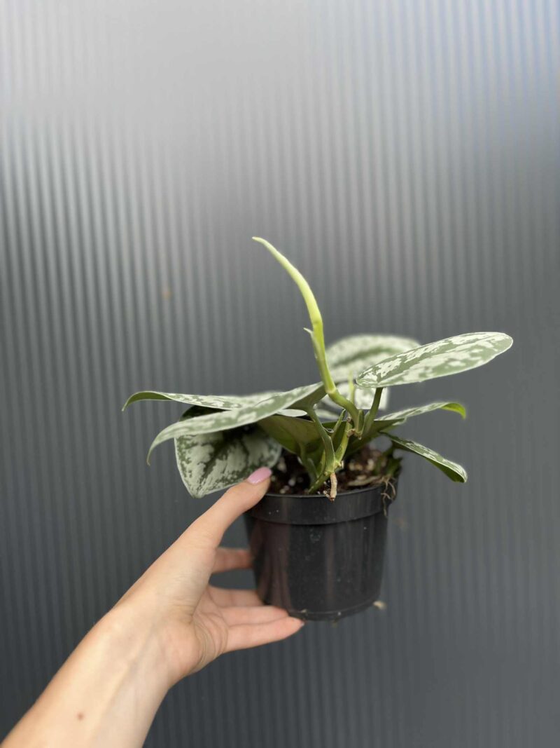 Scindapsus Trebie