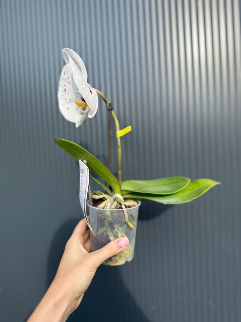 Phalaenopsis Singolo ‘Owari’| Storczyk