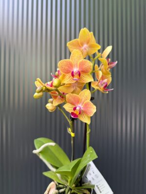 Phalaenopsis Optifriend ‘Indy’ | Storczyk