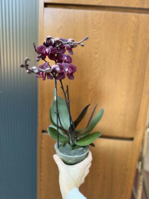 Phalaenopsis ‘Cartagena’ | Storczyk