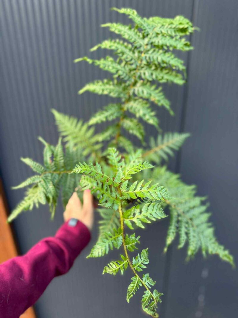 Paproć drzewiasta Cyathea australis | Paprotka Paproć drzewiasta Cyathea australis | Paprotka