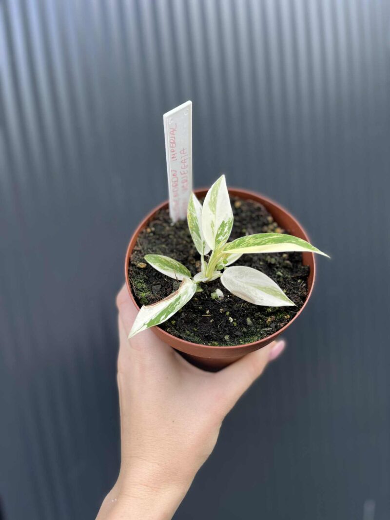 Philodendron Imperial Green Variegata