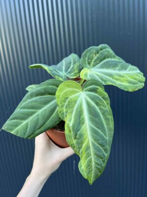 Anthurium Villenaorum Variegata
