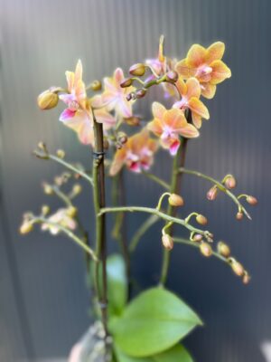 Phalaenopsis Multiflora ‘Aromio Spicy’ | storczyk pachnący
