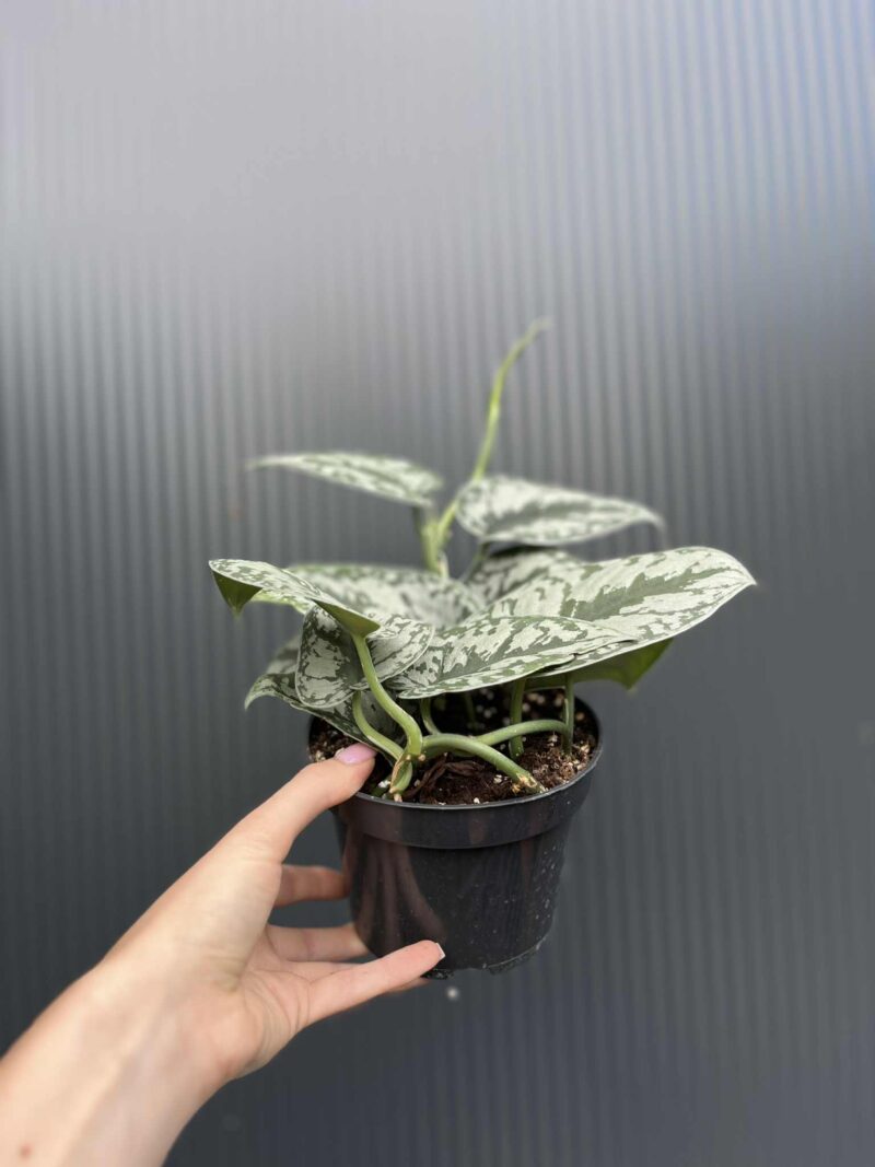 Scindapsus Trebie