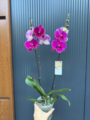 Phalaenopsis Tying Shin Galaxy Big Lip | Storczyk