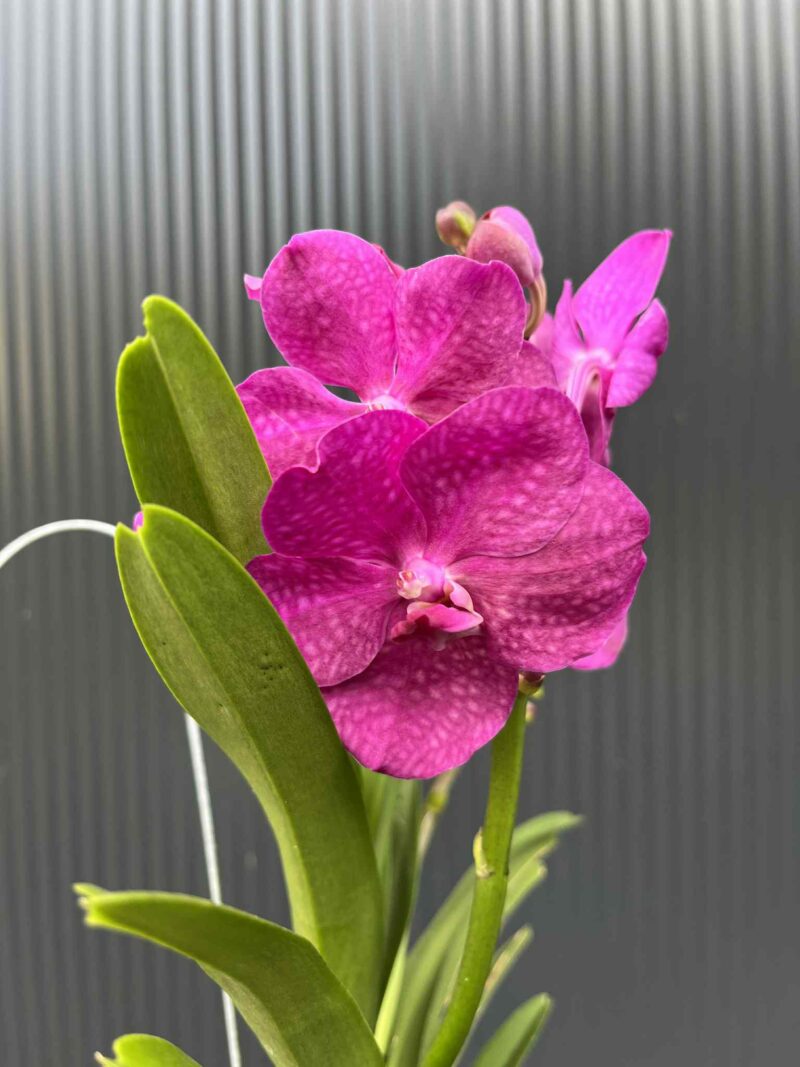 Storczyk Vanda 5 Storczyk Vanda 5