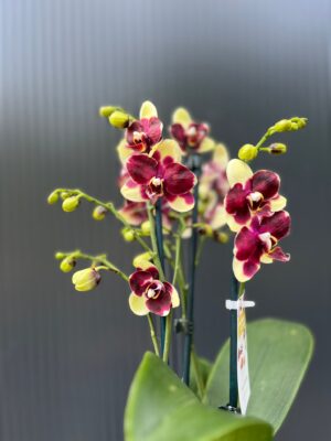 Phalaenopsis Catania | Storczyk bez pączków