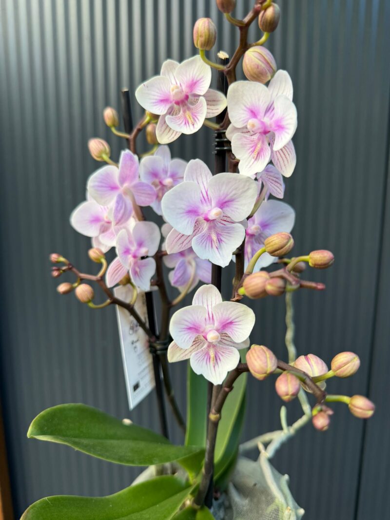 Phalaenopsis pink bubble big lip | Storczyk Phalaenopsis pink bubble big lip | Storczyk