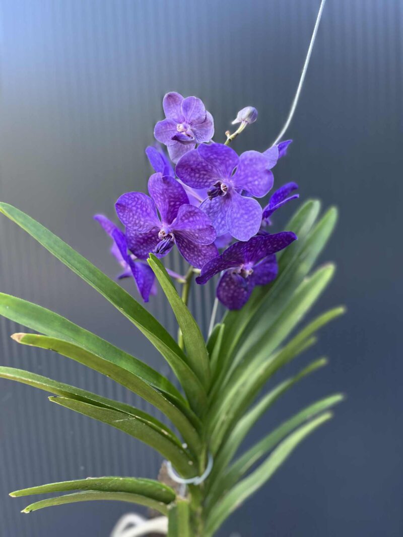 Storczyk Vanda 2 Storczyk Vanda 2
