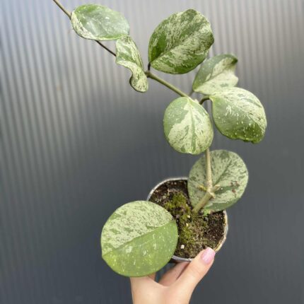 Hoya obovata Splash