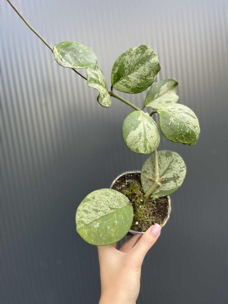 Hoya obovata Splash Hoya obovata Splash