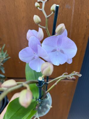 Phalaenopsis Limited 13