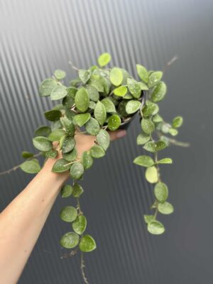 Hoya mathilde