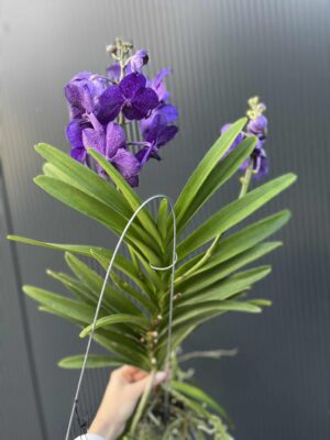 Storczyk Vanda 3