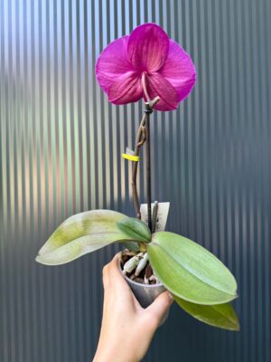 Phalaenopsis Singolo Shima | Storczyk