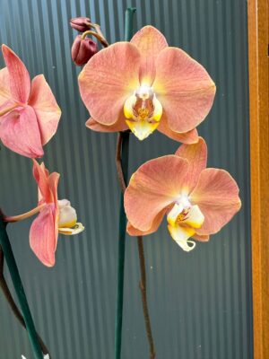 Phalaenopsis Limited 24 | Storczyk przekwitający