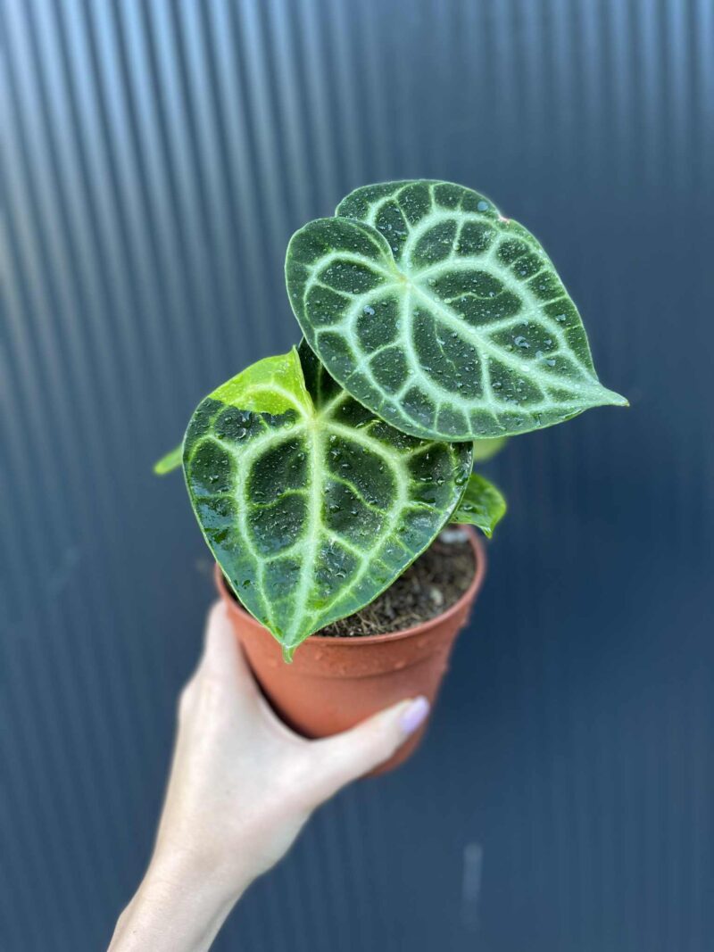 Anthurium Clarinervium Variegata Anthurium Clarinervium Variegata