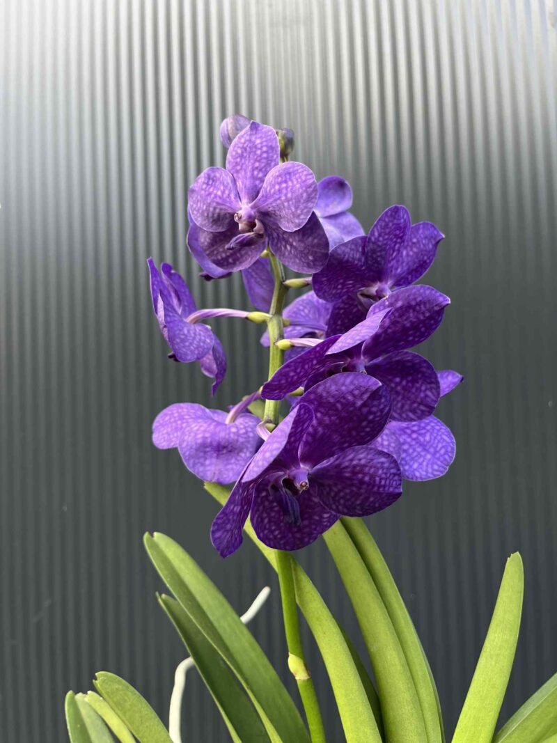 Storczyk Vanda 1 Storczyk Vanda 1