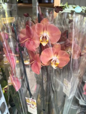 Phalaenopsis Limited 24 | Storczyk przekwitający