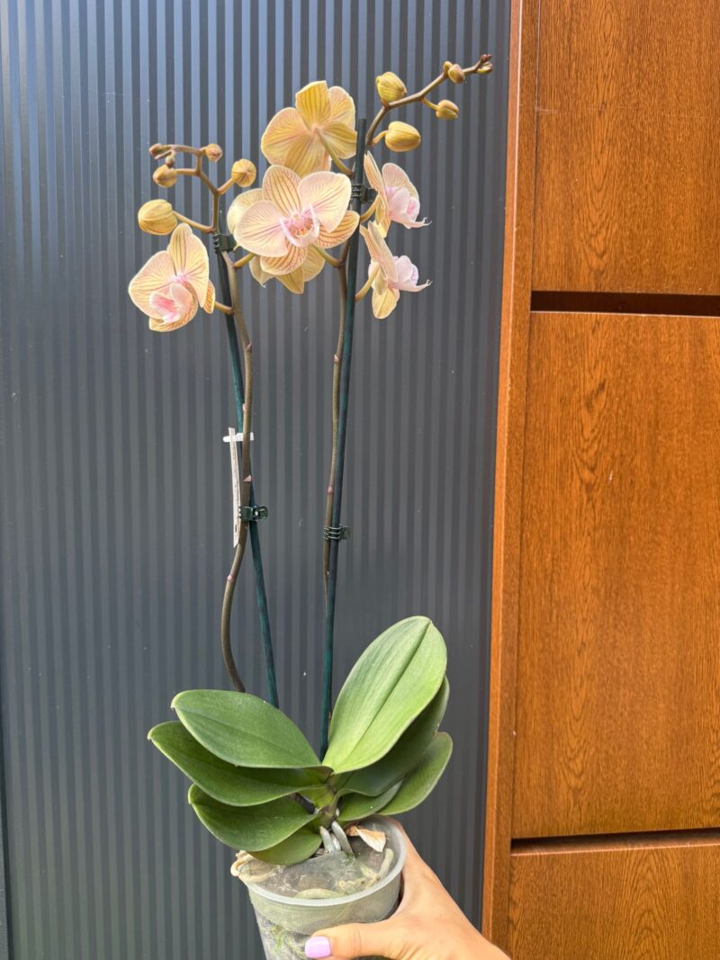Phalaenopsis Karen Big Lip | Storczyk
