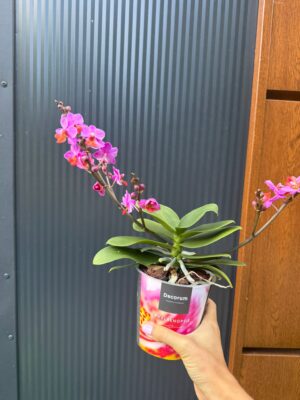 Phalaenopsis Liu’s Triprince przekwitający