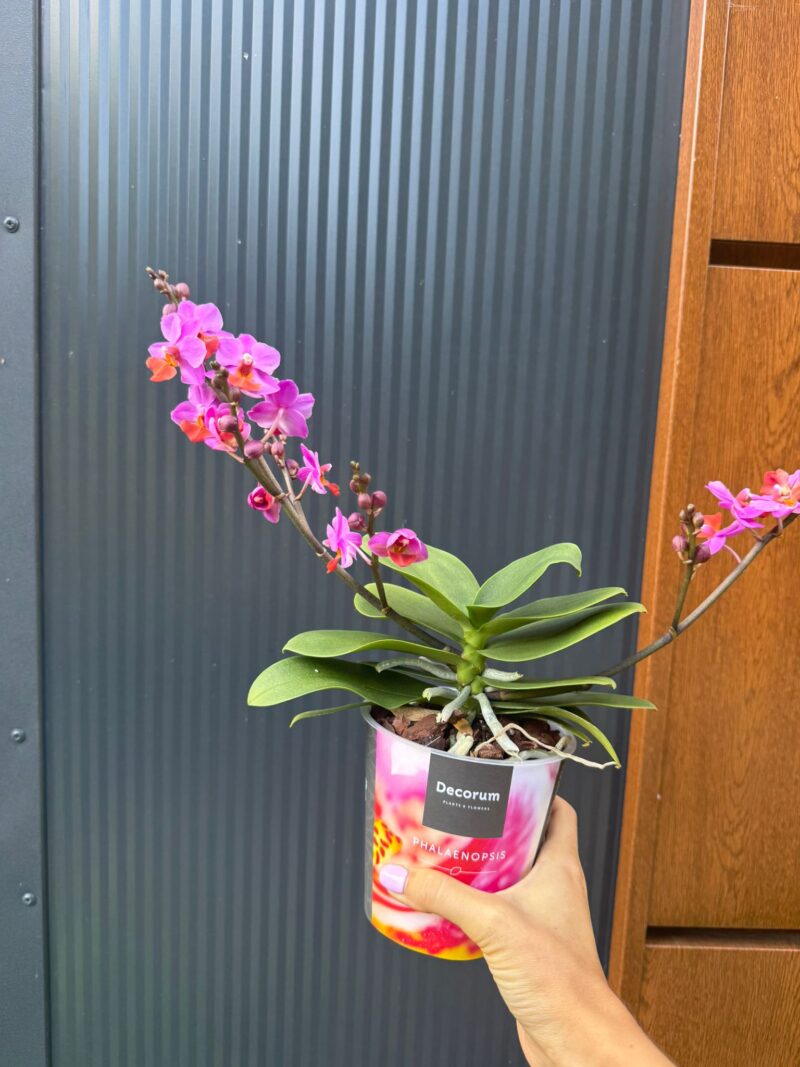 Phalaenopsis Liu’s Triprince przekwitający