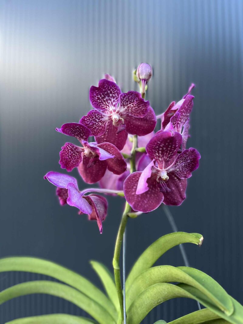 Storczyk Vanda “Hybryda Special ” 6