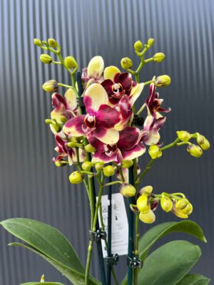 Phalaenopsis Catania | Storczyk bez pączków