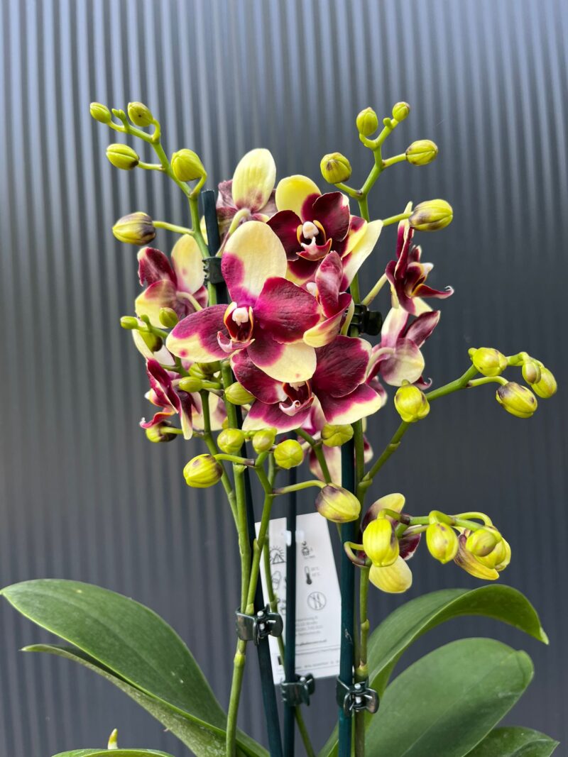 Phalaenopsis Catania | Storczyk bez pączków