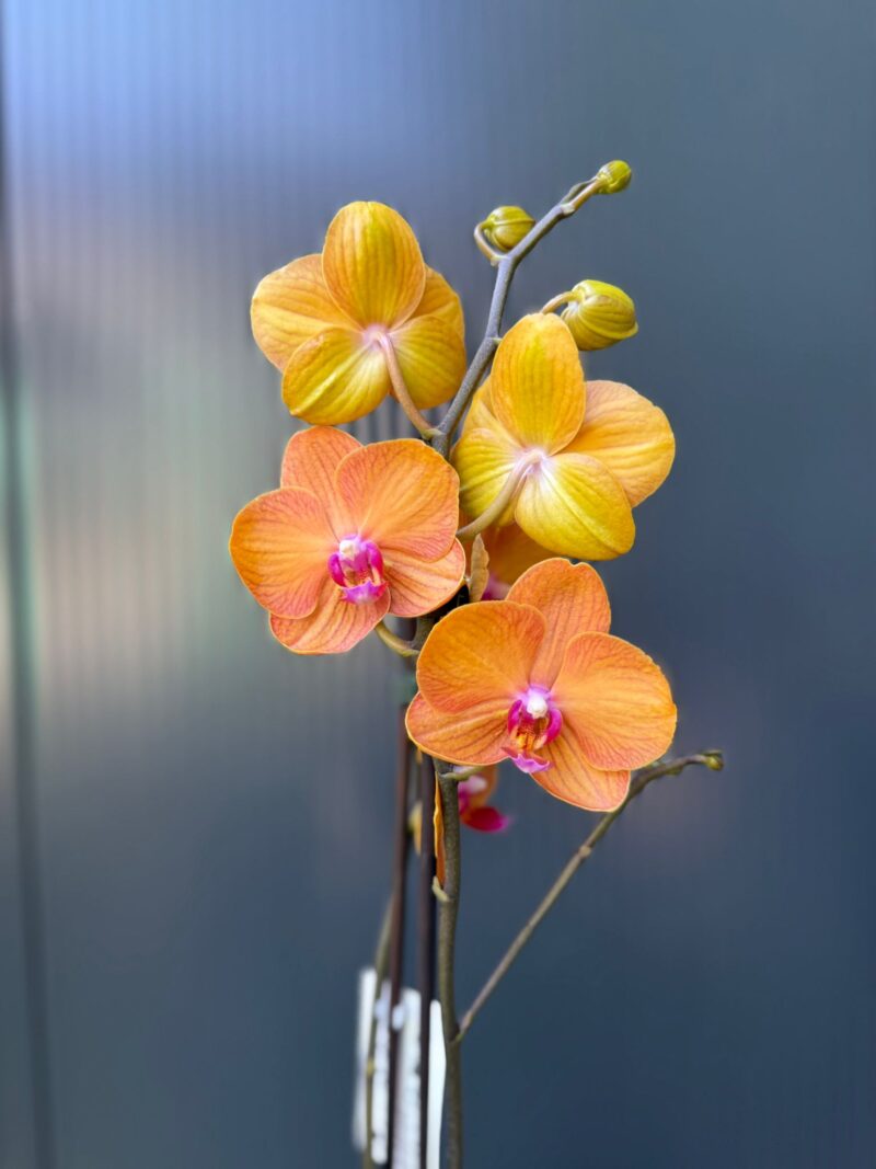 Phalaenopsis ‘Tamara’ | Storczyk