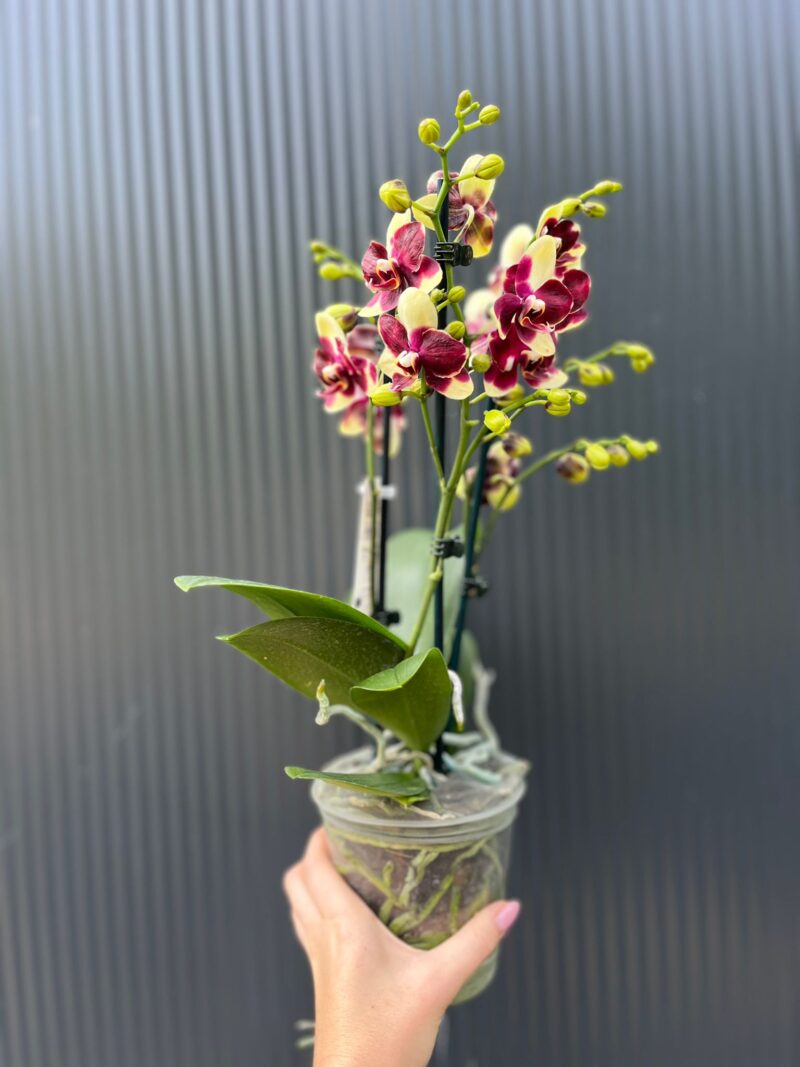 Phalaenopsis Catania | Storczyk bez pączków