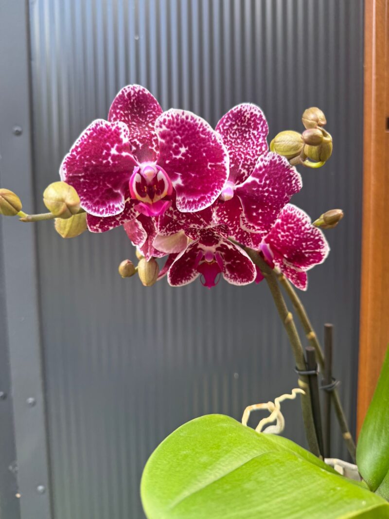 Phalaenopsis Spirit Red | Storczyk Przekwitnięty Phalaenopsis Spirit Red | Storczyk Przekwitnięty
