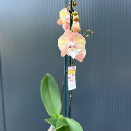 Phalaenopsis Tina | Storczyk