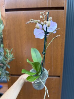 Phalaenopsis Limited 13