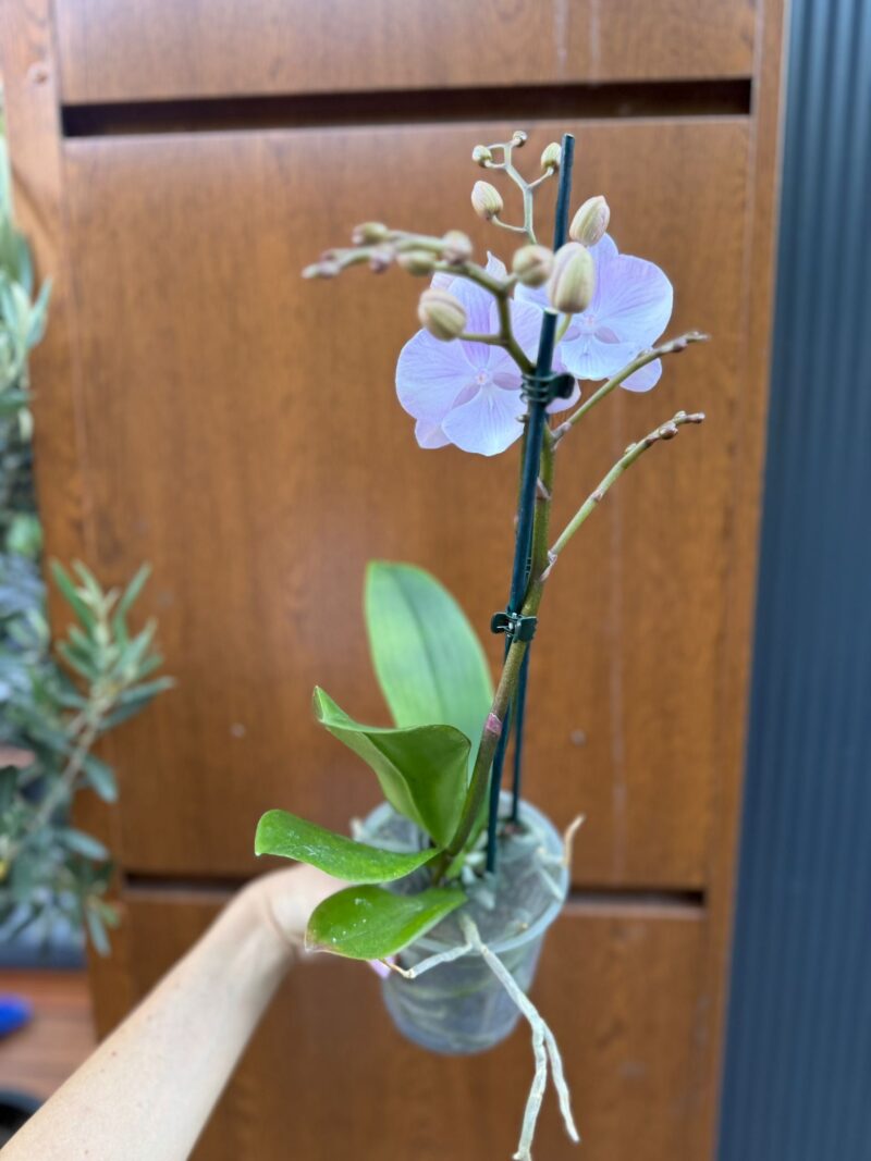 Phalaenopsis Limited 13
