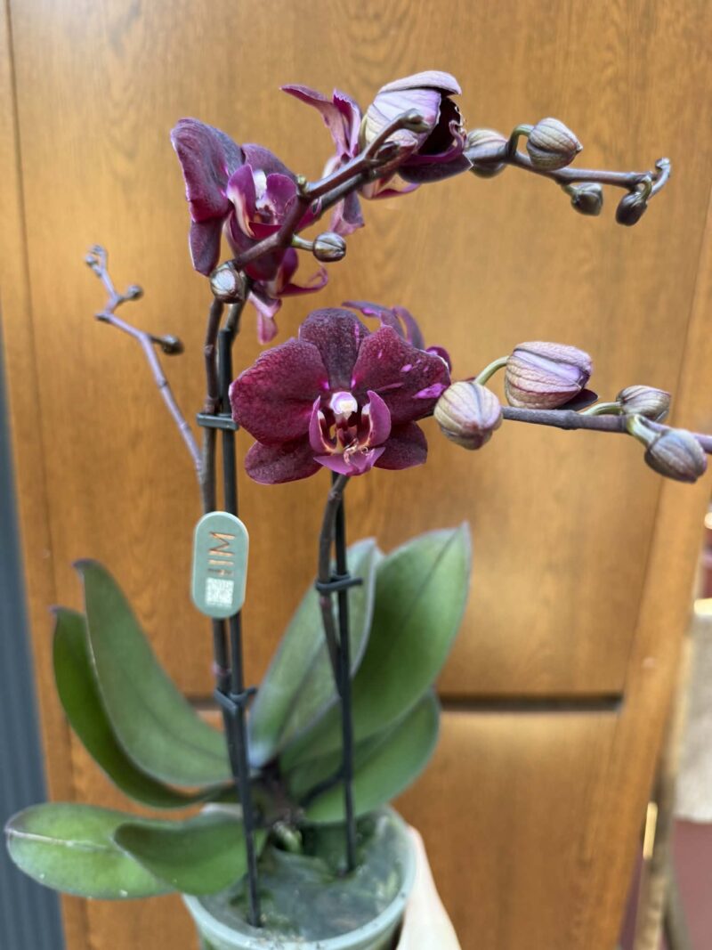 Phalaenopsis ‘Cartagena’ | Storczyk