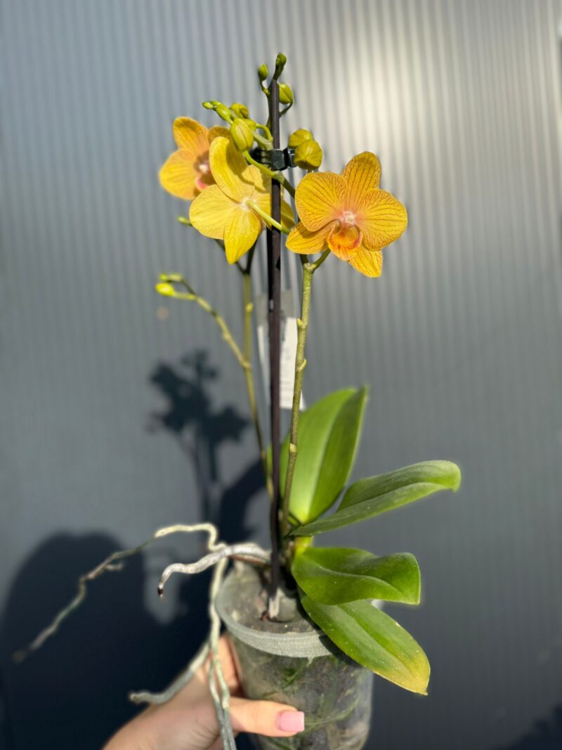 Phalaenopsis Limited 25 week 31 I Storczyk