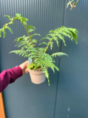 Paproć drzewiasta Cyathea australis | Paprotka
