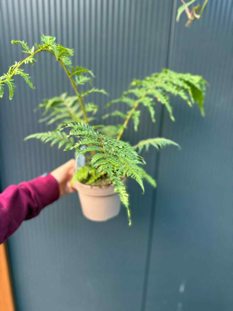 Paproć drzewiasta Cyathea australis | Paprotka