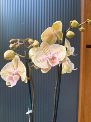 Phalaenopsis Karen Big Lip | Storczyk