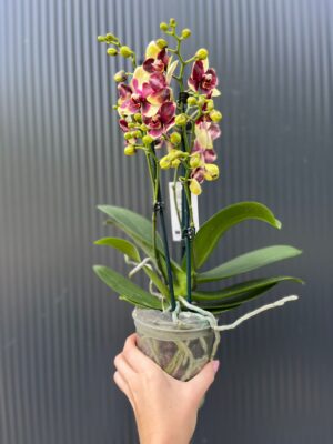 Phalaenopsis Catania | Storczyk bez pączków
