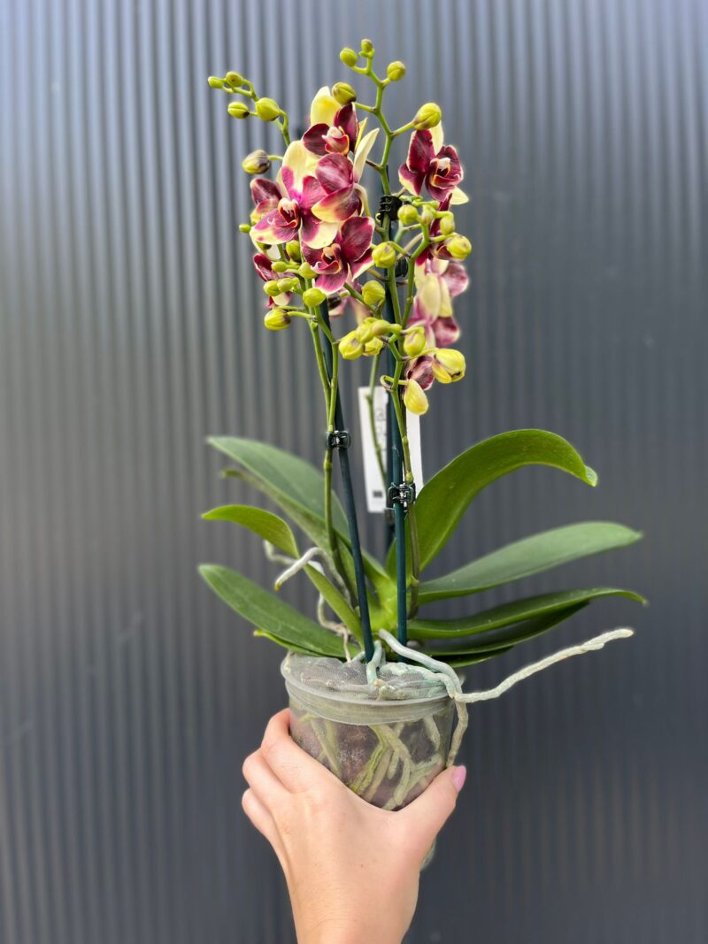 Phalaenopsis Catania | Storczyk bez pączków