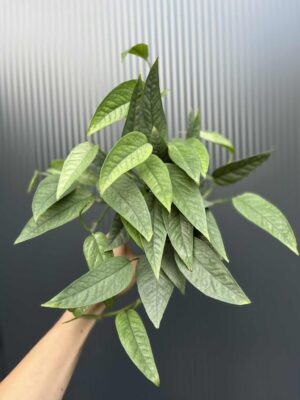 Epipremnum Cebu blue
