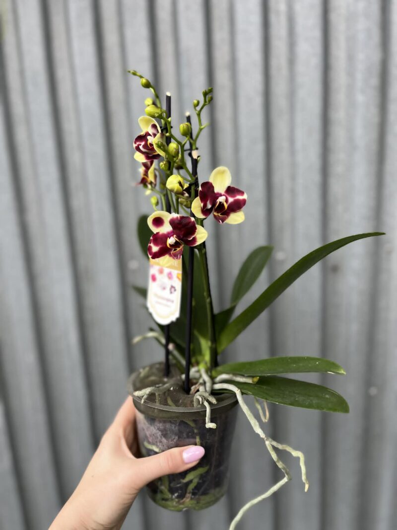 Phalaenopsis Catania | Storczyk bez pączków