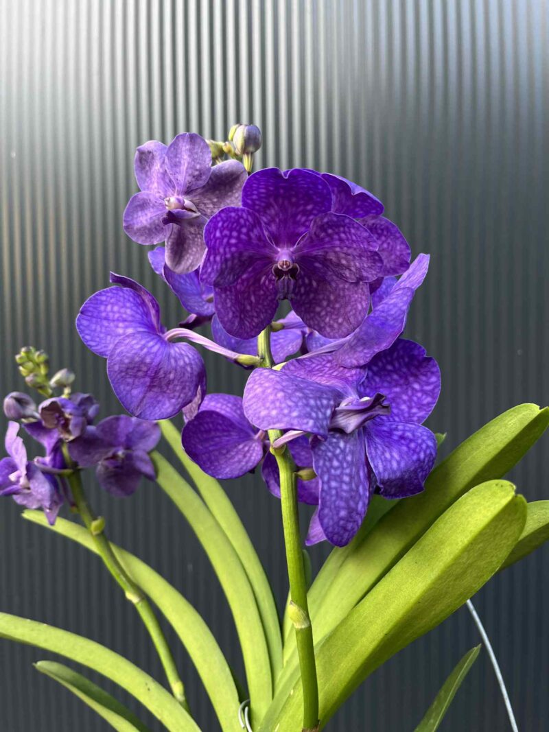 Storczyk Vanda 3 Storczyk Vanda 3