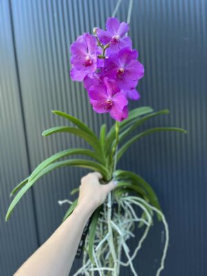 Storczyk Vanda 8