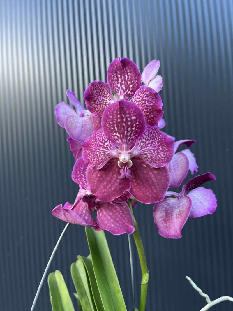 Storczyk Vanda “Hybryda Special ” 6 Storczyk Vanda “Hybryda Special ” 6
