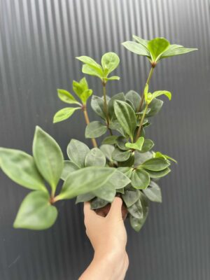 Peperomia pereskifolia